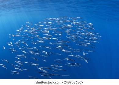 如何在97262彩世界官网上安全游戏,提升你的胜率技巧