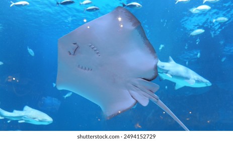 如何在bet3665上安全有效地进行投注?