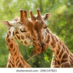 如何在wellbet吉祥体育上获取更多投注技巧与策略 hv3yf5h