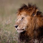 如何在c7娱乐h5中获取更多奖励与乐趣的技巧 okzp3j