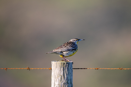 如何在CMD368Slot平台上获得更高的游戏收益