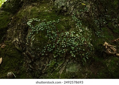 3D前十期开奖结果全面回顾与详细分析